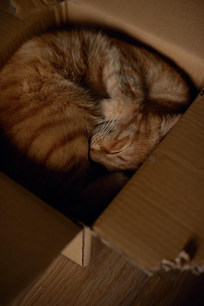 déménager avec son chat
